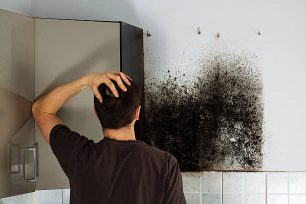 Best Post-Flood Mold Remediation in Brocton, NY