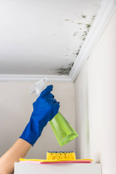 Best Bathroom Mold Remediation in Brocton, NY